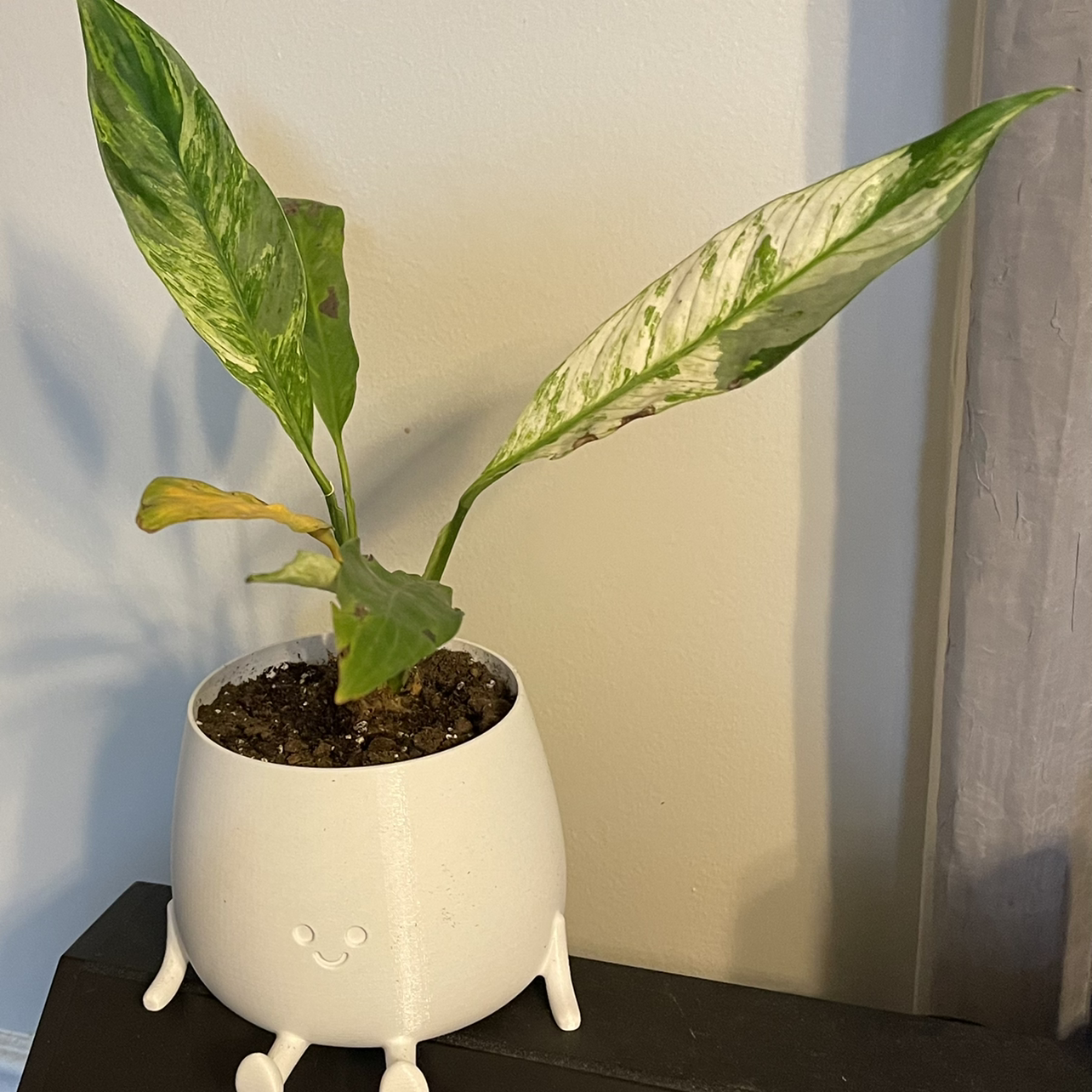 Variegated Peace Lily in a white pot with some yellowing and browning leaves.