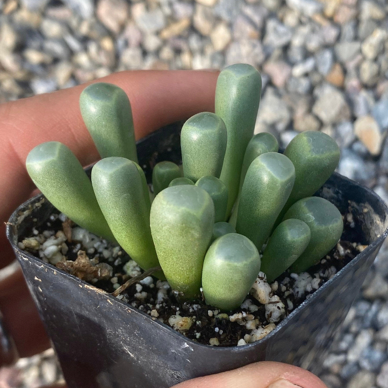 Healthy Baby Toes plant (Fenestraria rhopalophylla) in a small pot with visible soil.