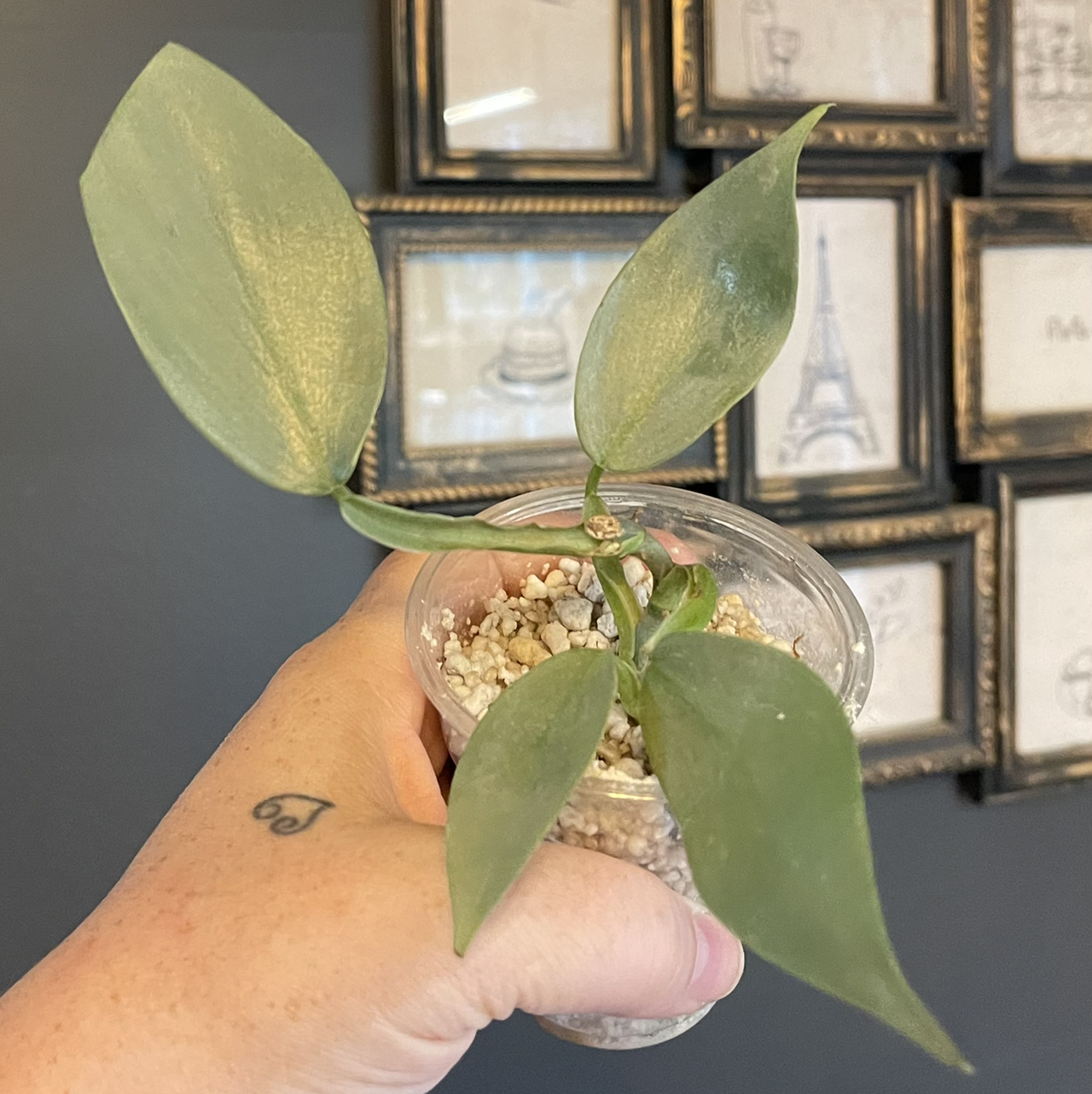 Silver Sword Philodendron plant held in a hand, potted in a clear container with visible soil.