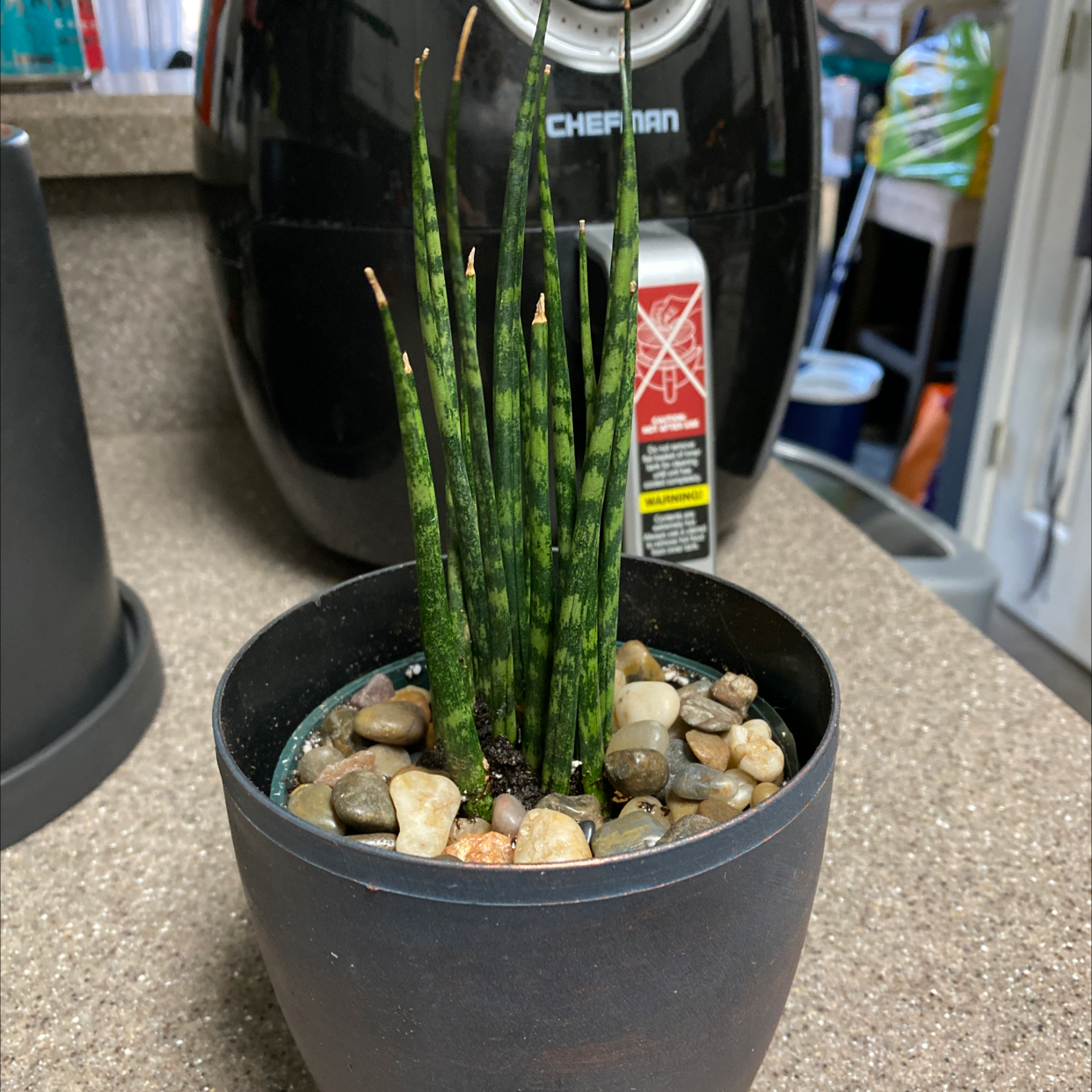Dracaena 'Mikado' plant in a pot with pebbles on the soil surface, background includes household items.