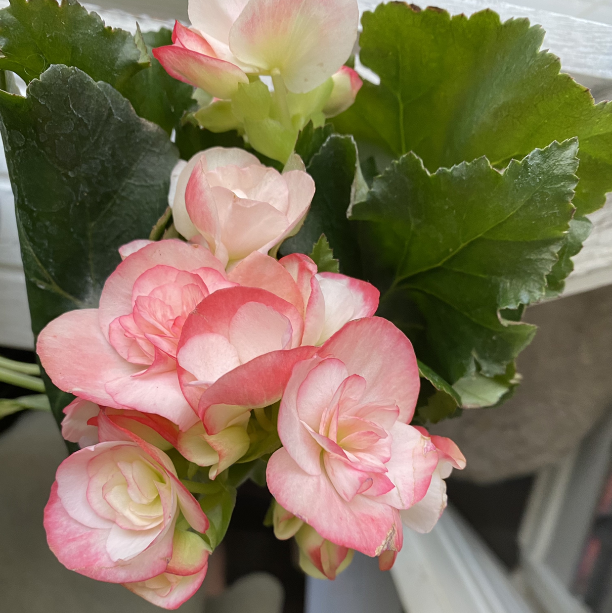 Tuberous Begonia with vibrant pink and white flowers and healthy green leaves.