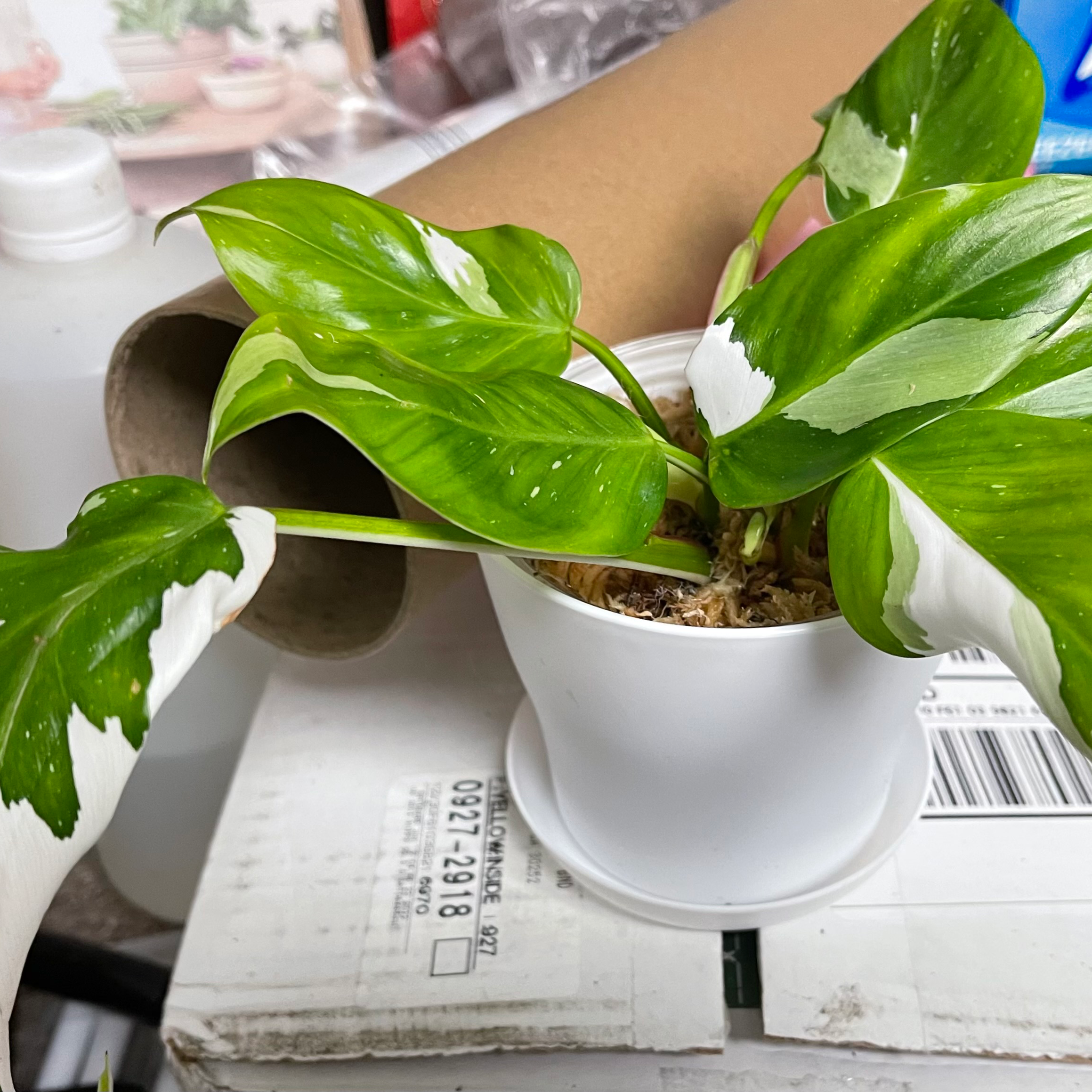 Philodendron 'White Princess' plant in a white pot with green and white variegated leaves.