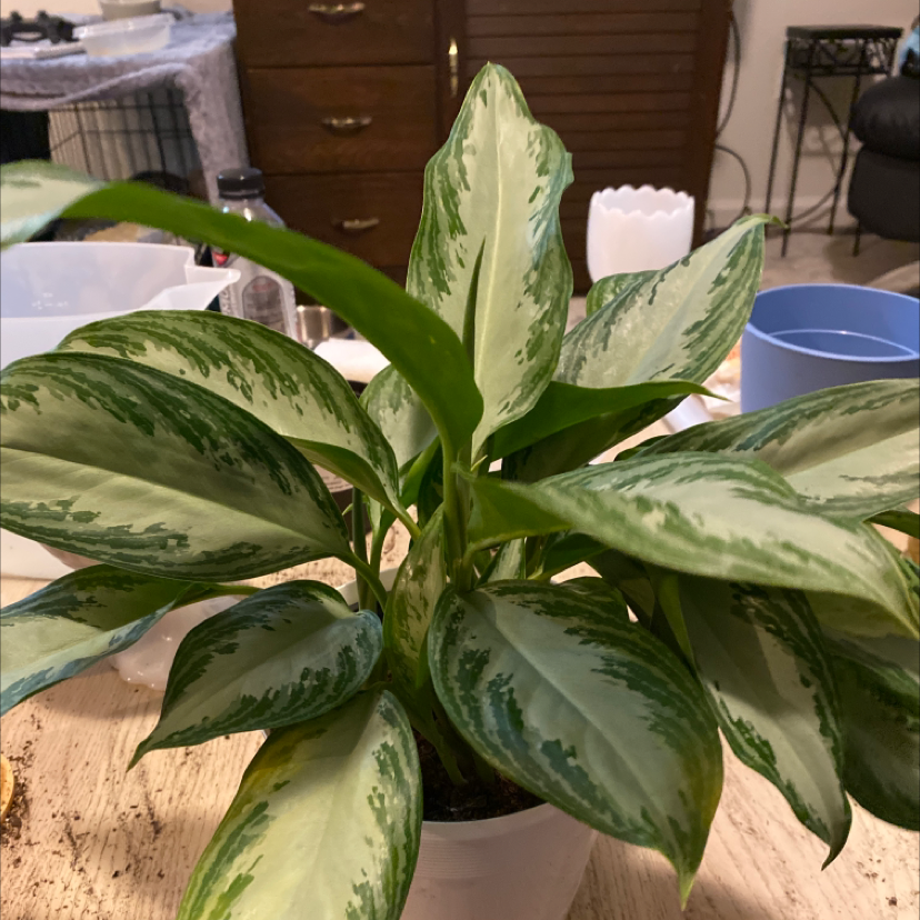 Photo of the plant species Aglaonema 'Silver Bay' by @MrWooferz named Anakin Skywalker on Greg, the plant care app