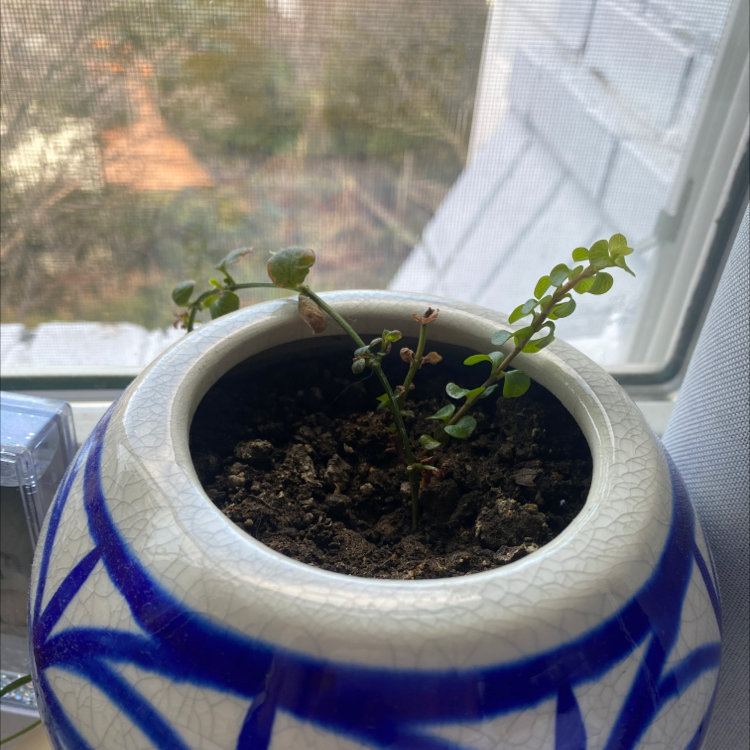 Potted Creeping Jenny plant with some browning leaves and visible soil in a blue and white pot.