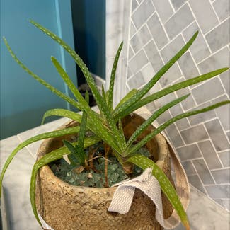 Aloe Vera plant in Encinitas, California