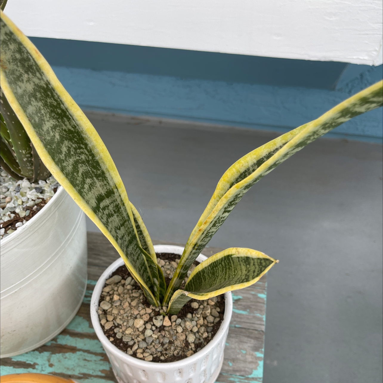Snake Plant plant photo by @Momontheradcarpet named Patiosnek on Greg, the plant care app.