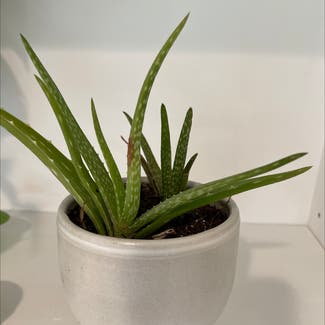 Aloe Vera plant in Encinitas, California