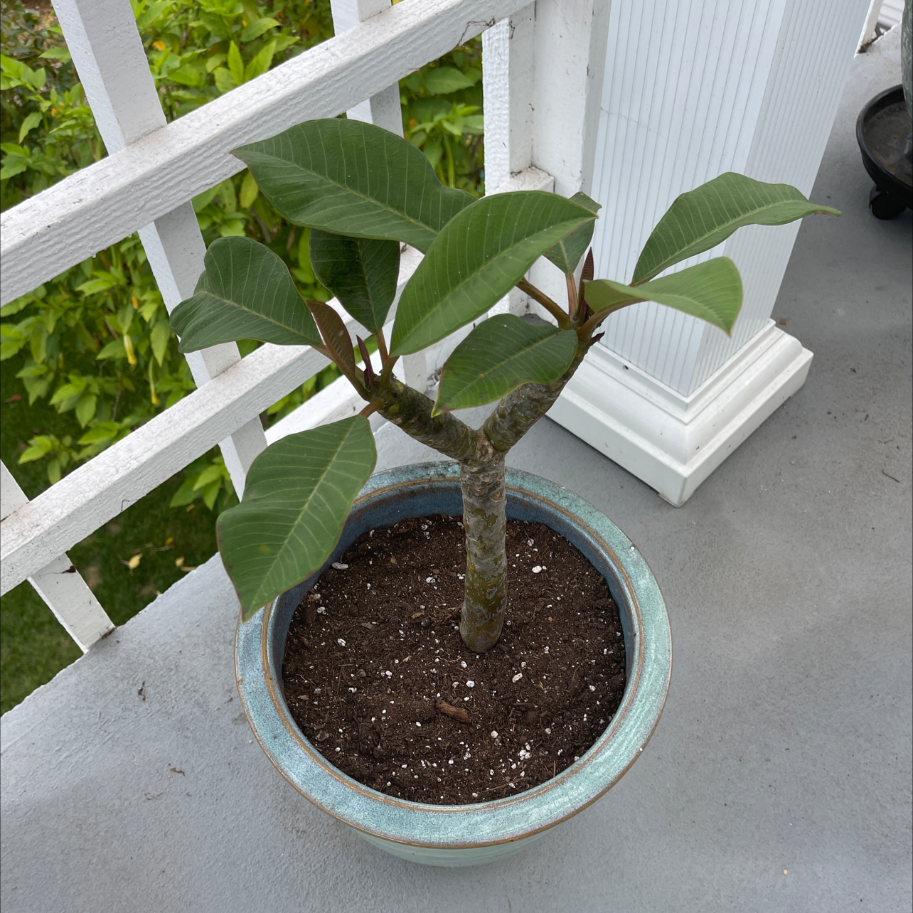 Photo of the plant species Red Frangipani by @Momontheradcarpet named Branchy on Greg, the plant care app