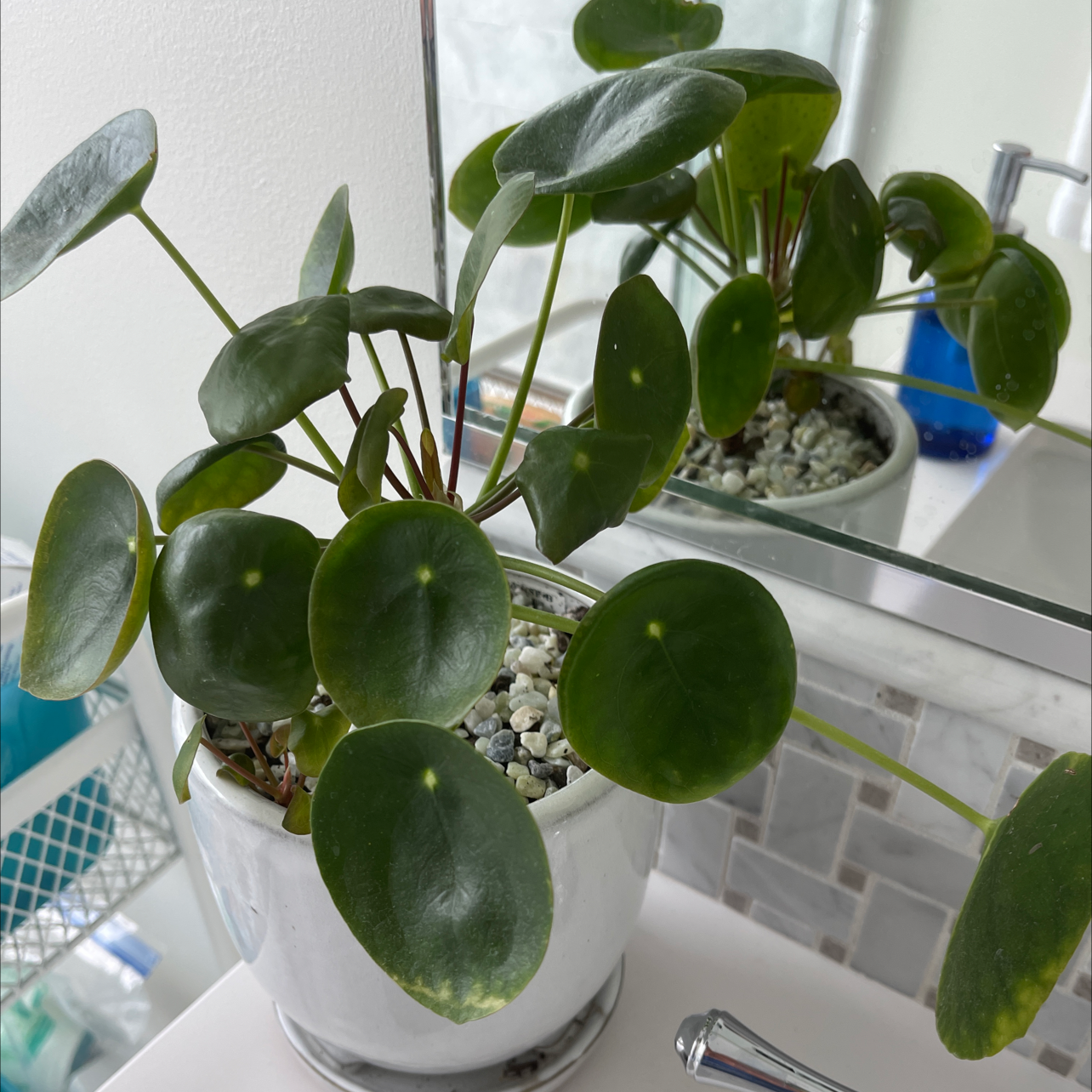 Chinese Money Plant plant photo by @Momontheradcarpet named Babypies on Greg, the plant care app.