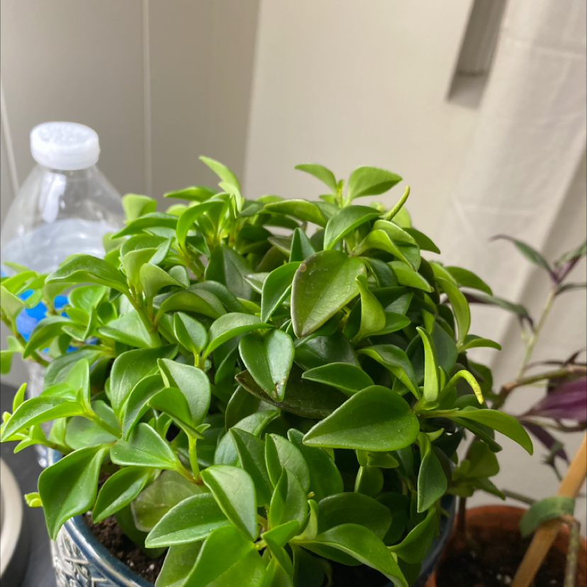 Healthy Peperomia trinervula plant with vibrant green leaves in a pot.