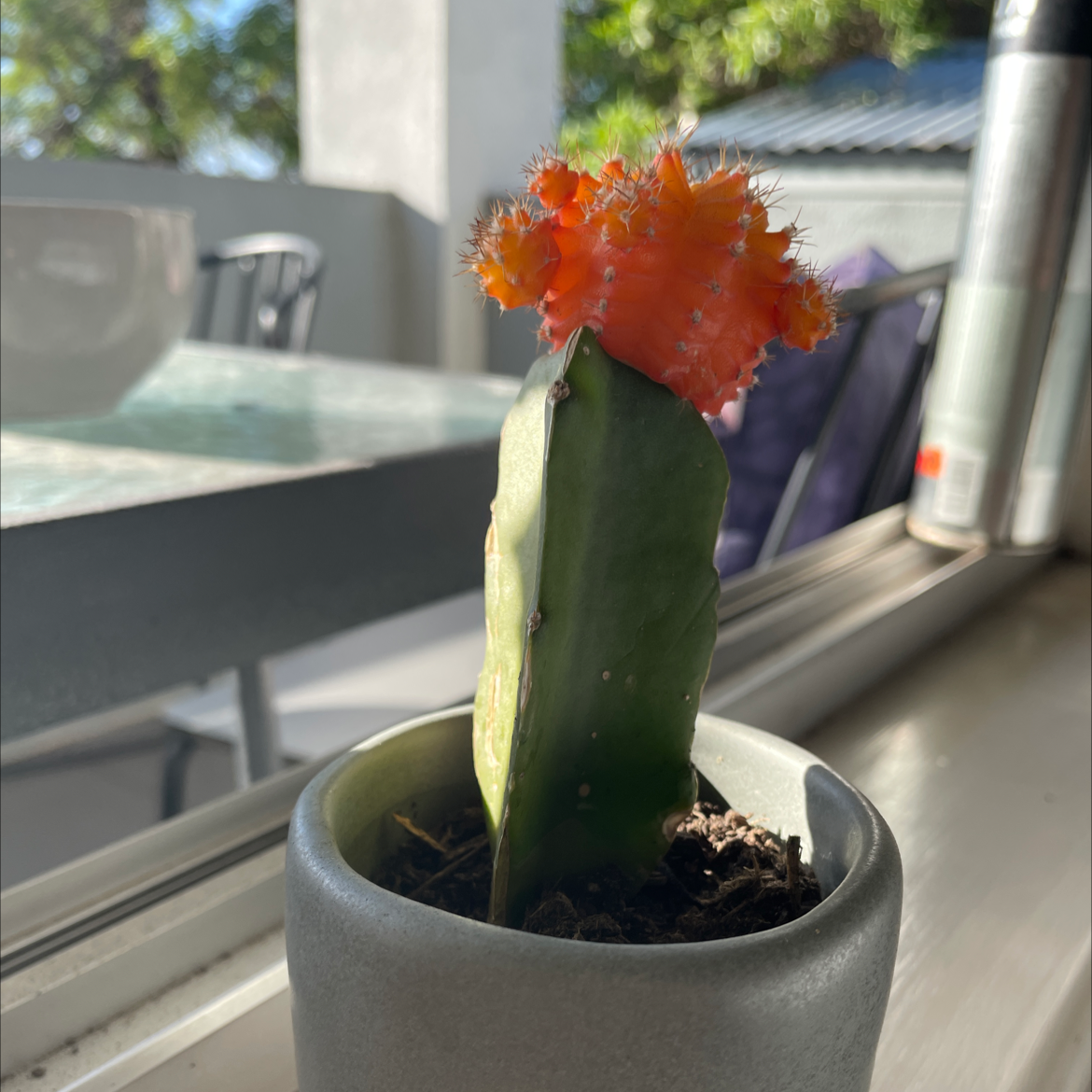 Moon Cactus plant photo by Emily named Ranga on Greg, the plant care app.