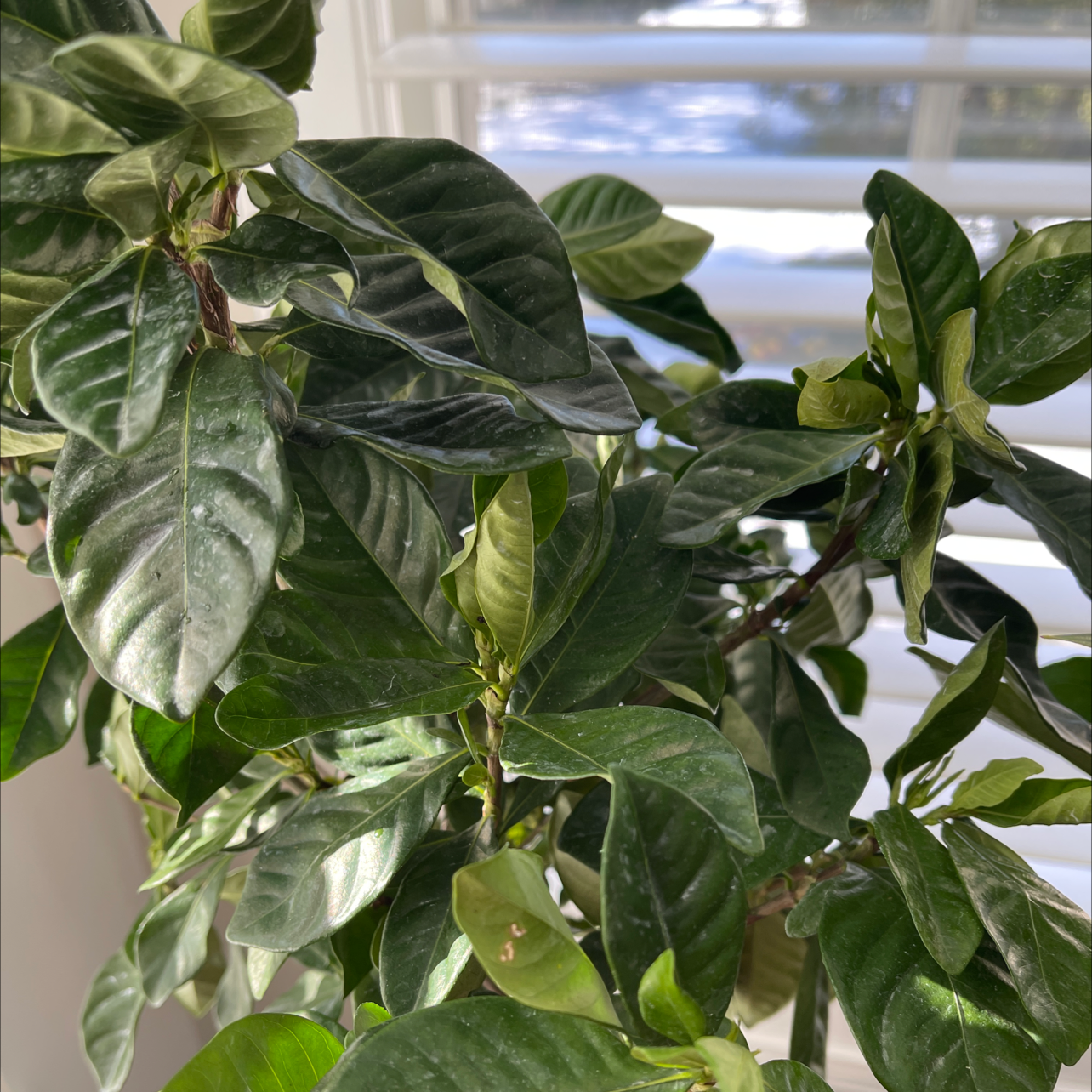 Cape Jasmine plant with healthy green leaves near a window.