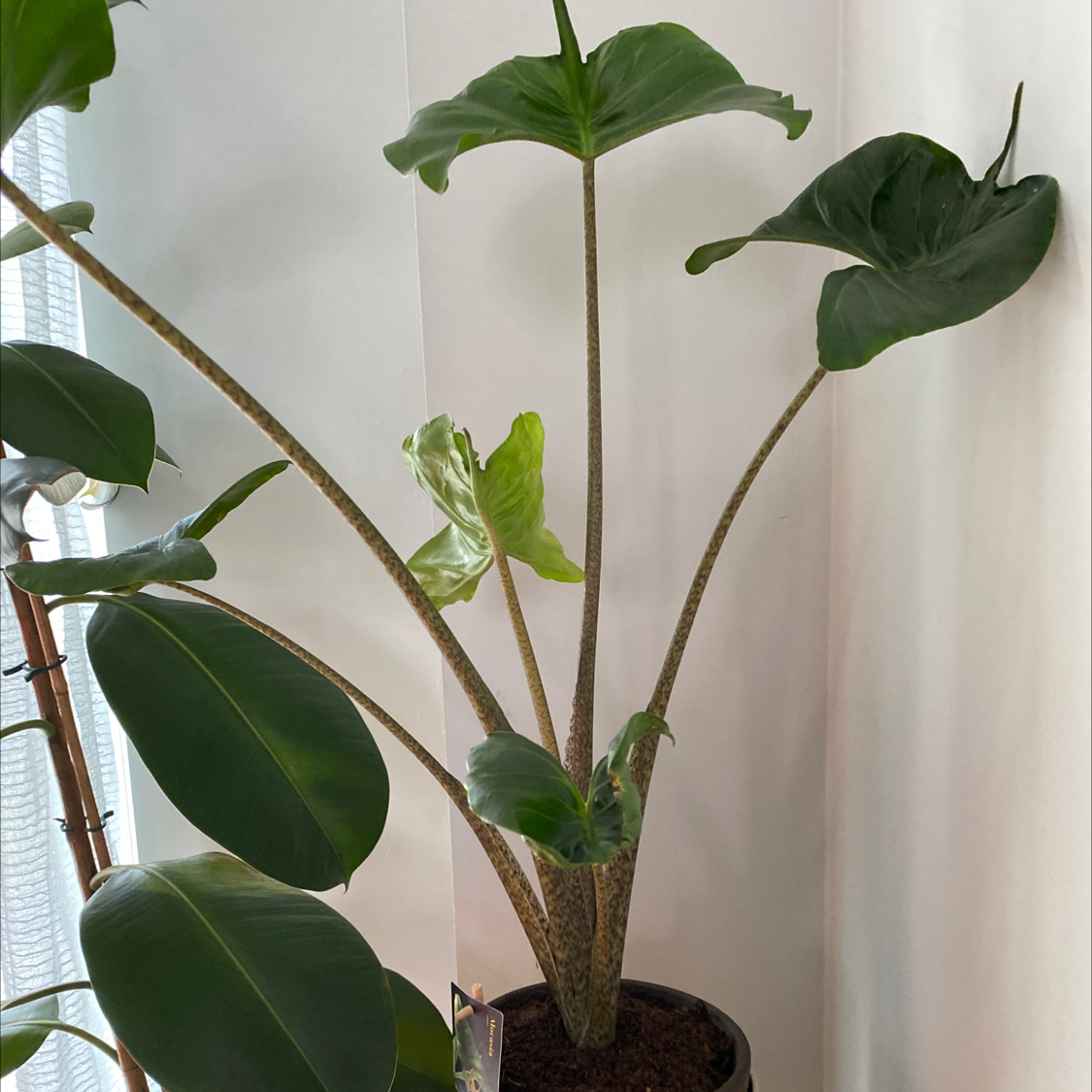 Alocasia longiloba plant with large green leaves, some yellowing, potted indoors.