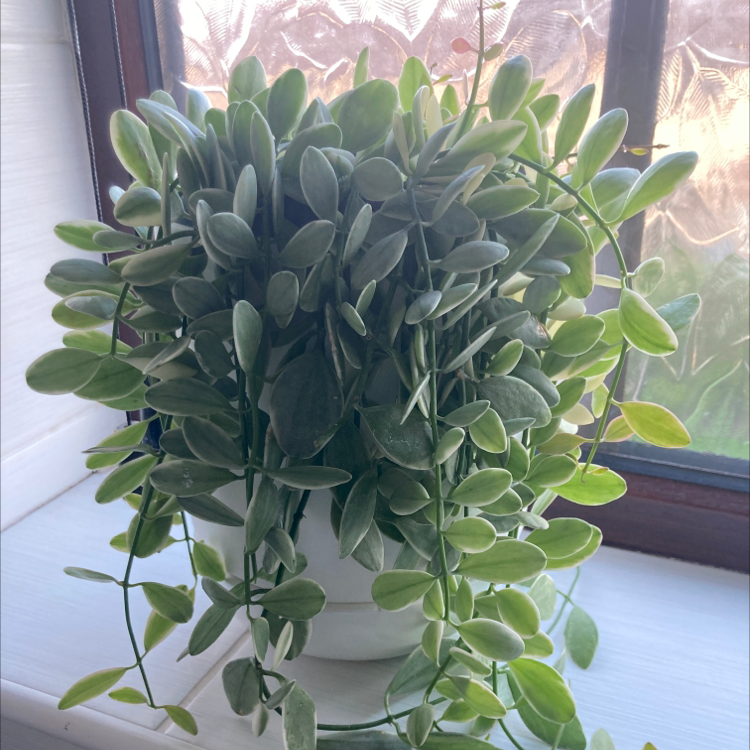 Healthy String of Nickels plant on a windowsill with trailing green leaves.
