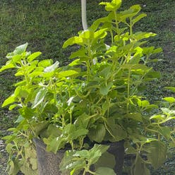 Mexican Mint plant