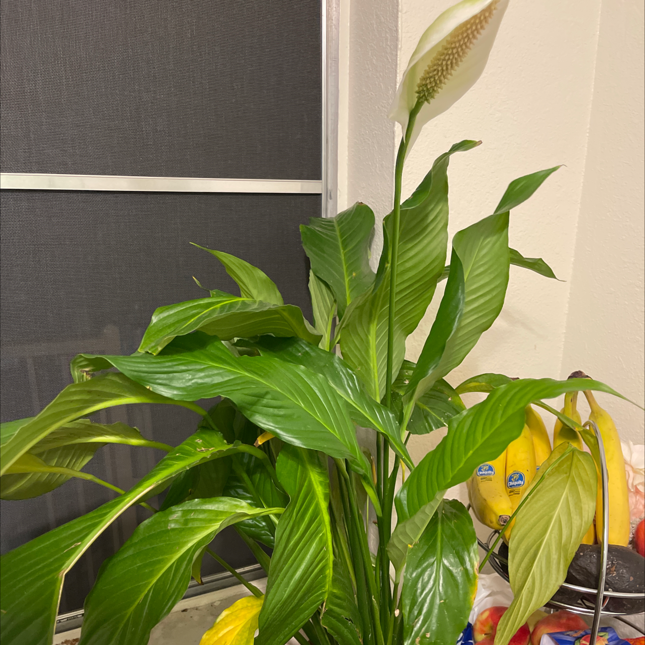 Peace Lily plant photo by Christian named Lola on Greg, the plant care app.