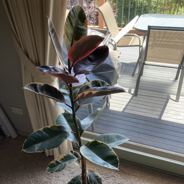 Photo of the plant species Ficus 'Ruby' by @LucyK5 named Ficus Elastica Ruby on Greg, the plant care app