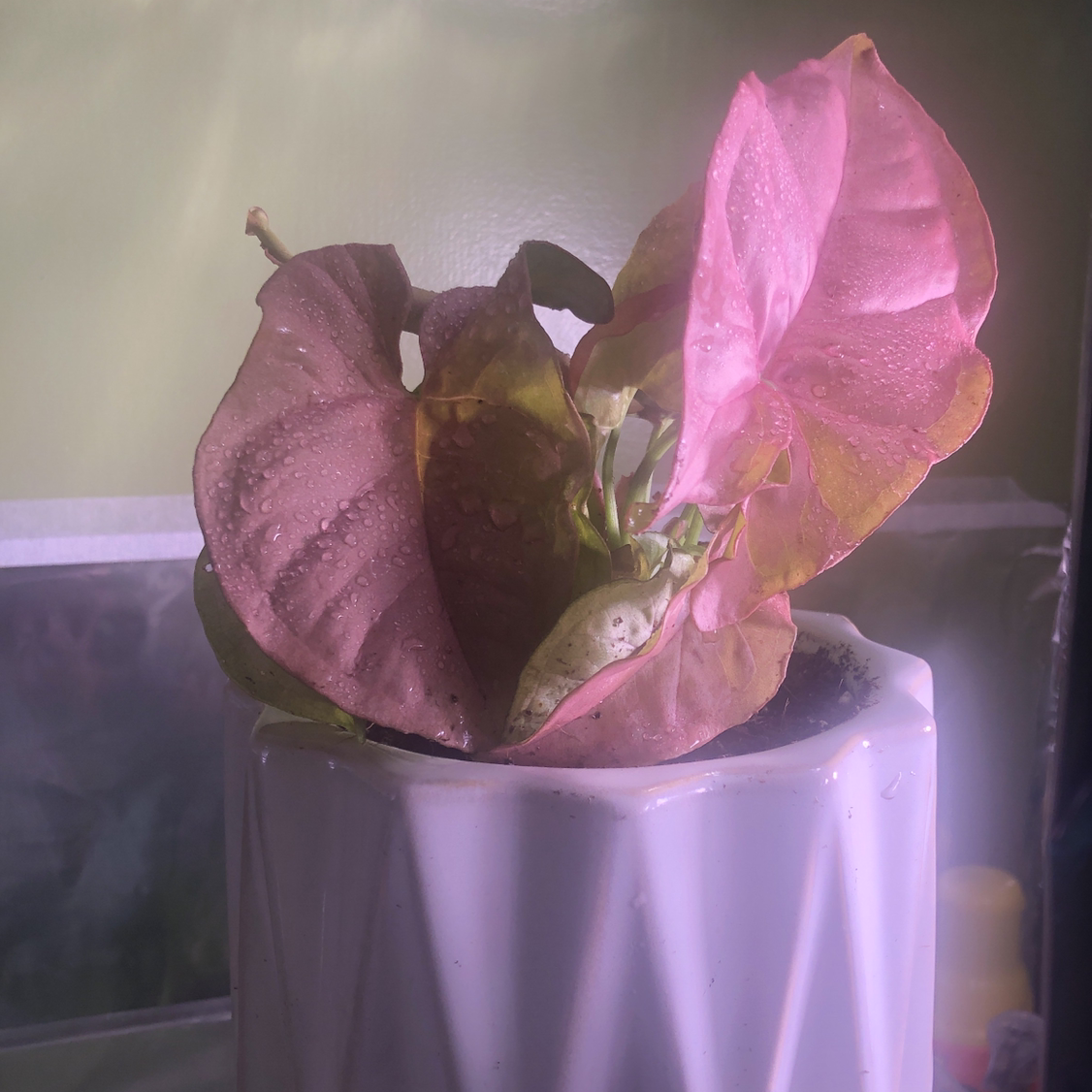 Pink Arrowhead Vine in a white pot with some leaf discoloration.