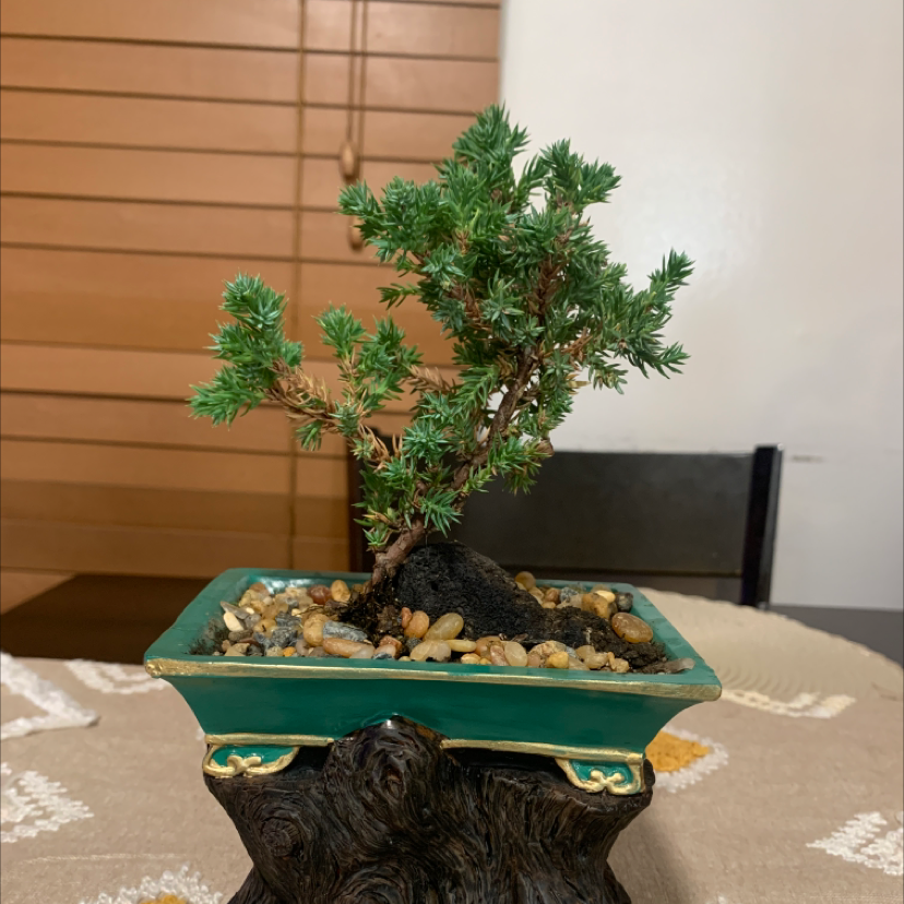 Photo of the plant species American Juniper by Plant parent named Mr miyagi on Greg, the plant care app