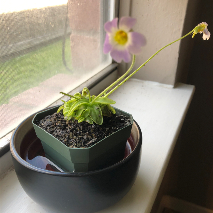 Photo of the plant species Common Butterwort by @Vlhenderson01 named Butter 2 on Greg, the plant care app