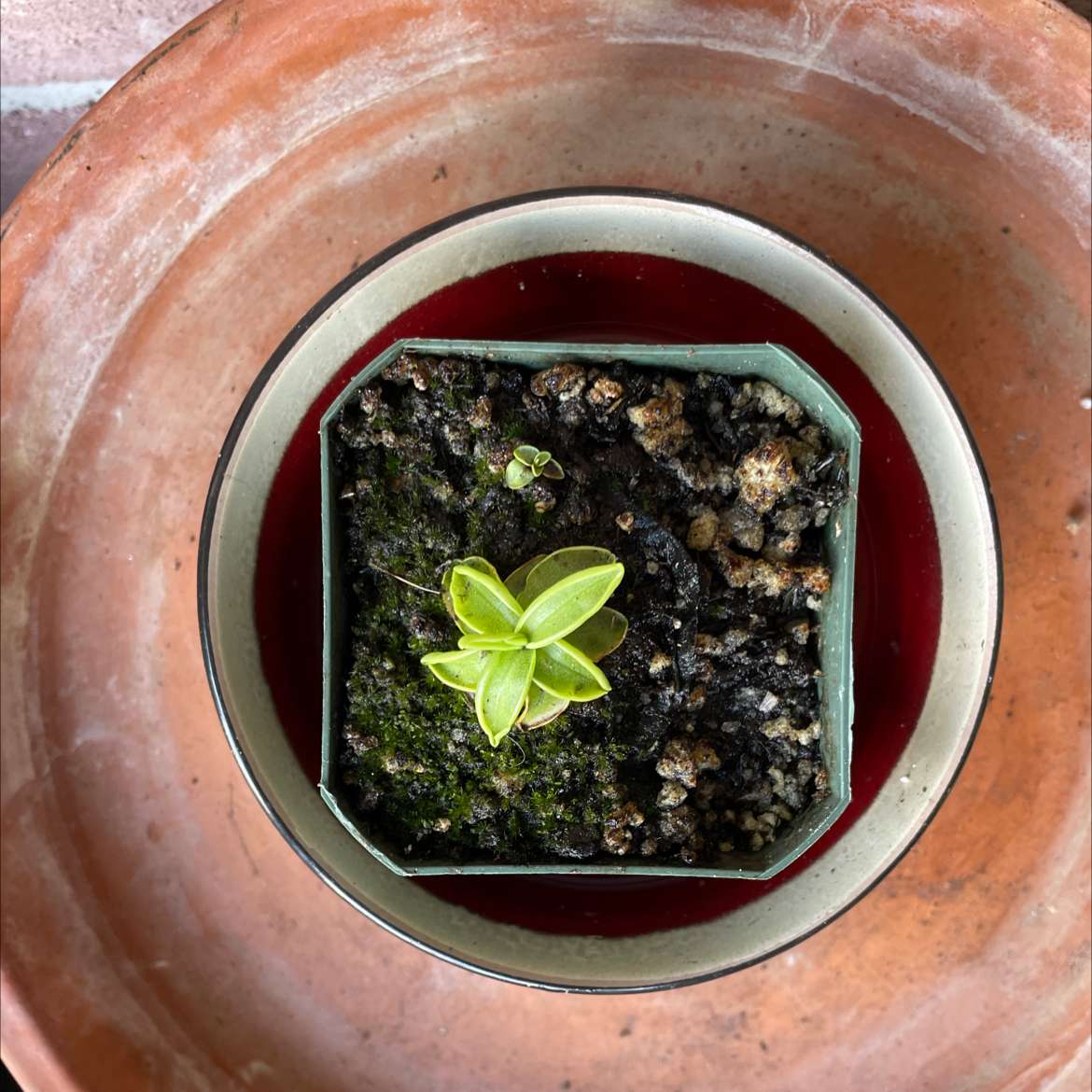 Photo of the plant species Common Butterwort by @Vlhenderson01 named Butter 1 on Greg, the plant care app