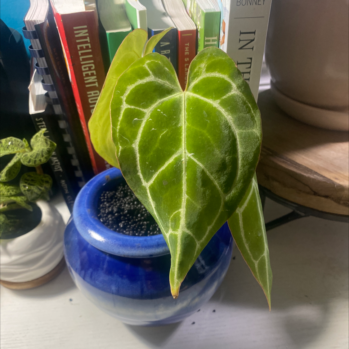 Crystal Anthurium plant in a blue pot with healthy, glossy, heart-shaped leaves.
