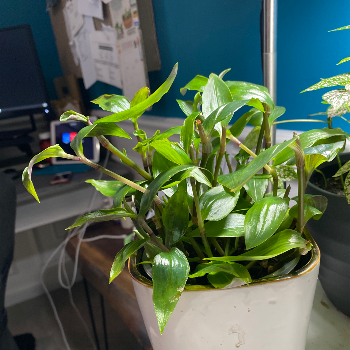 Tradescantia Blushing Bride plant in a white pot with vibrant green leaves on a desk.