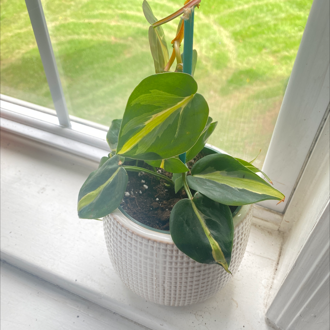 Silver Stripe Philodendron in a white pot on a windowsill with vibrant green leaves.