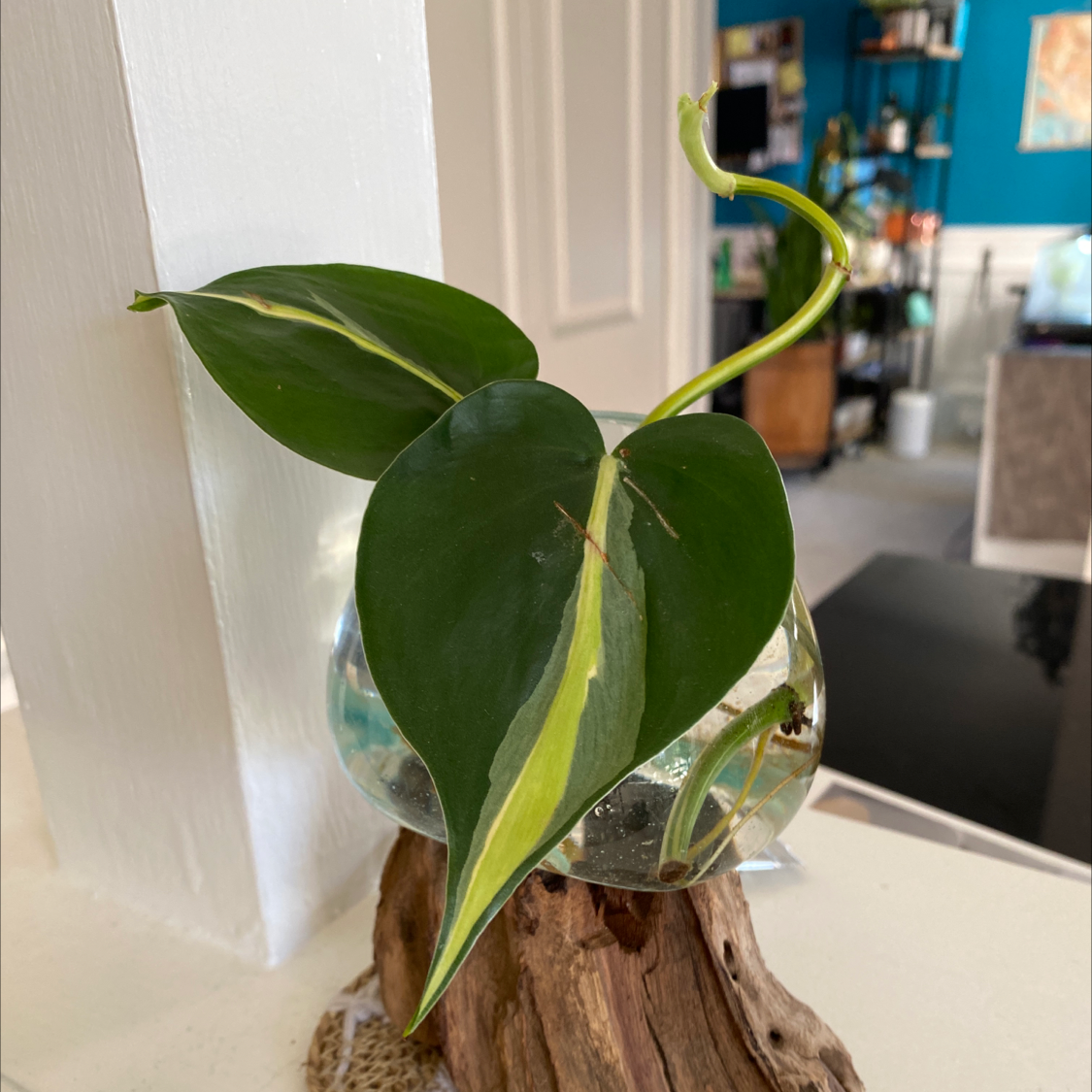 How Can You Tell If A Philodendron 'Rio' Is Dying?