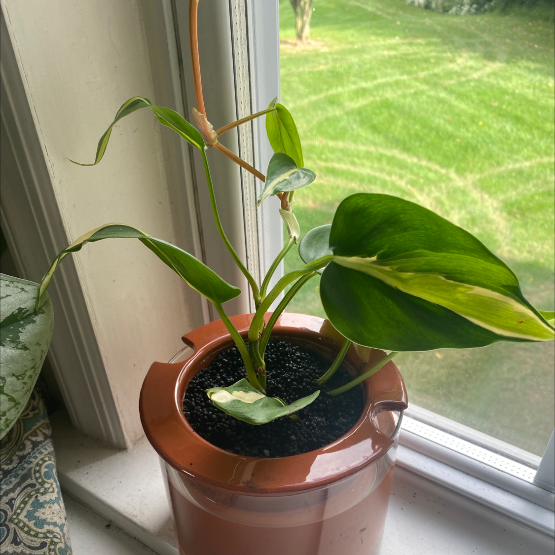 Philodendron 'Cream Splash' plant in a pot on a windowsill with vibrant green and cream variegated leaves.
