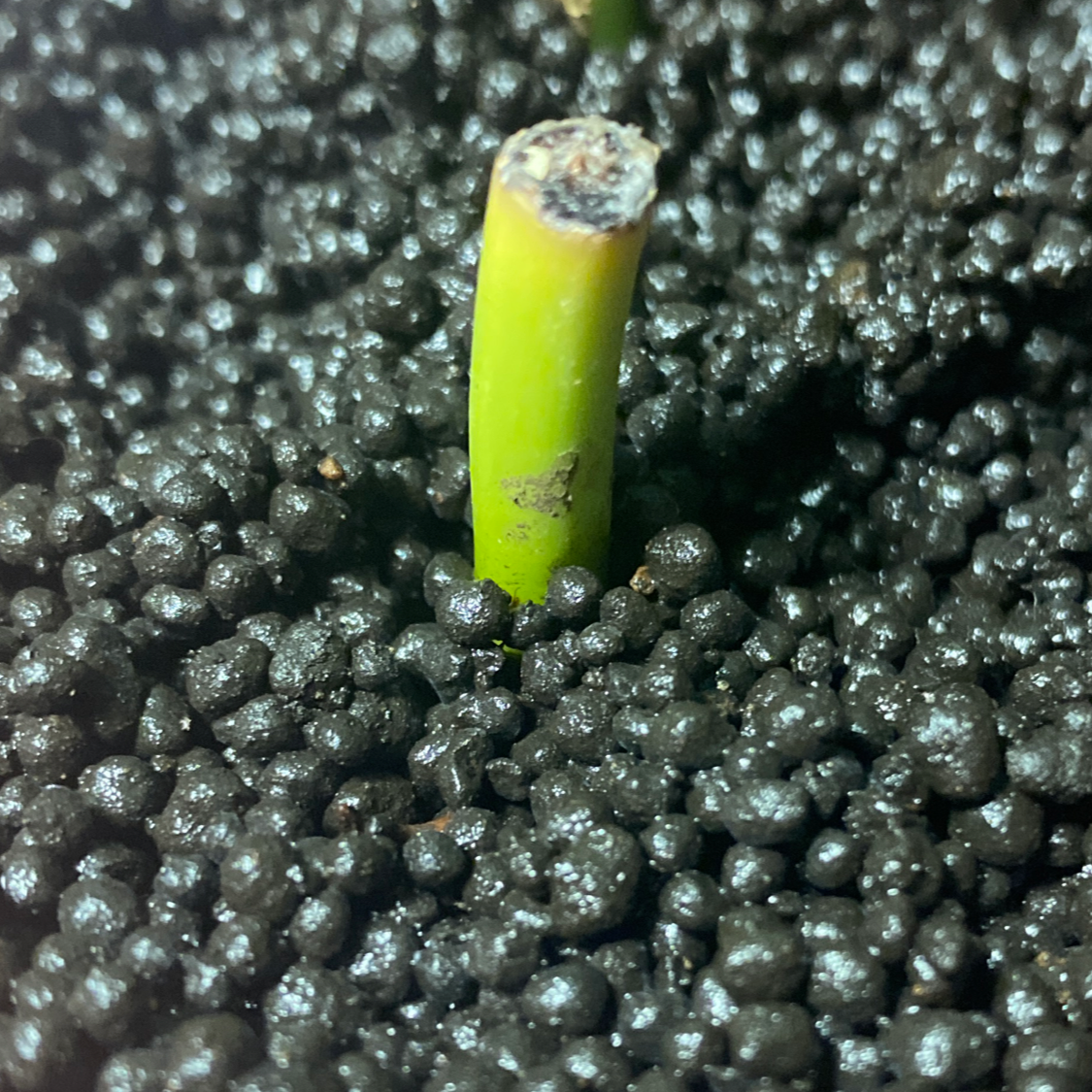 Close-up of a Philodendron melanochrysum x verrucosum stem emerging from soil.