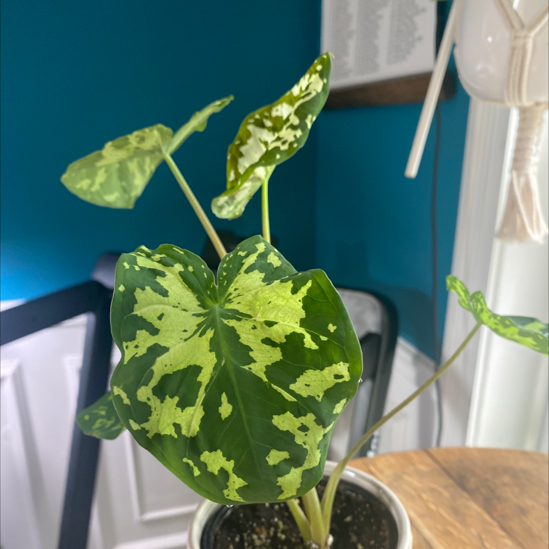 Best Potting Soil Mix for Caladium Hilo Beauty