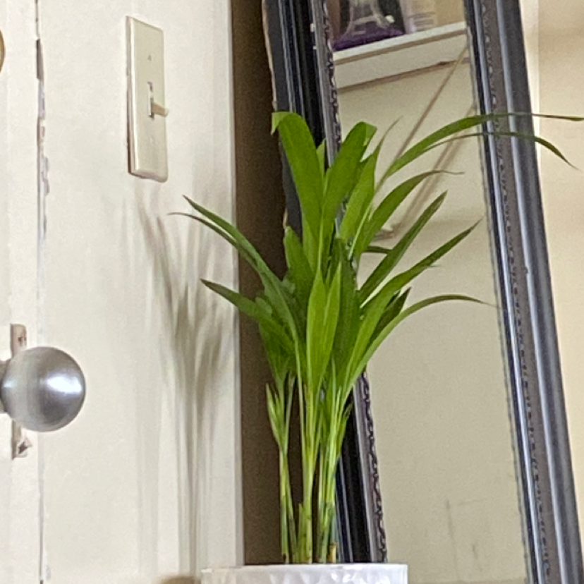 Christmas Palm plant photo by @AvaEdgley named Coco on Greg, the plant care app.