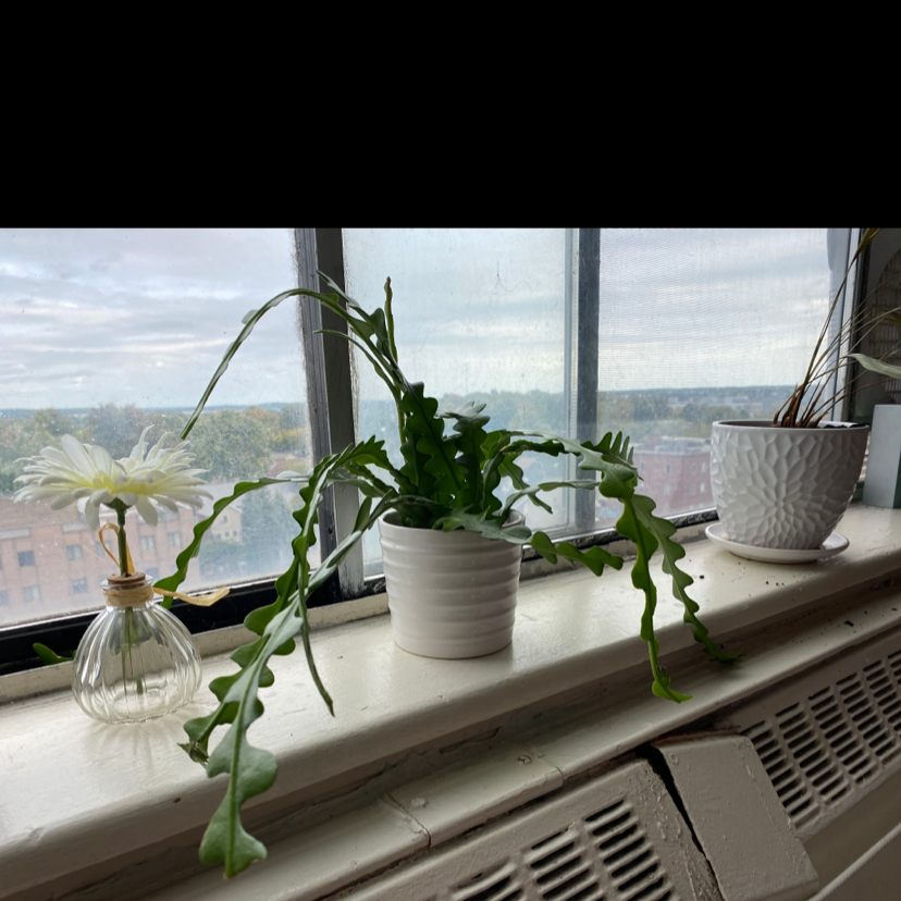 Fishbone Cactus plant photo by @AvaEdgley named nofeet on Greg, the plant care app.