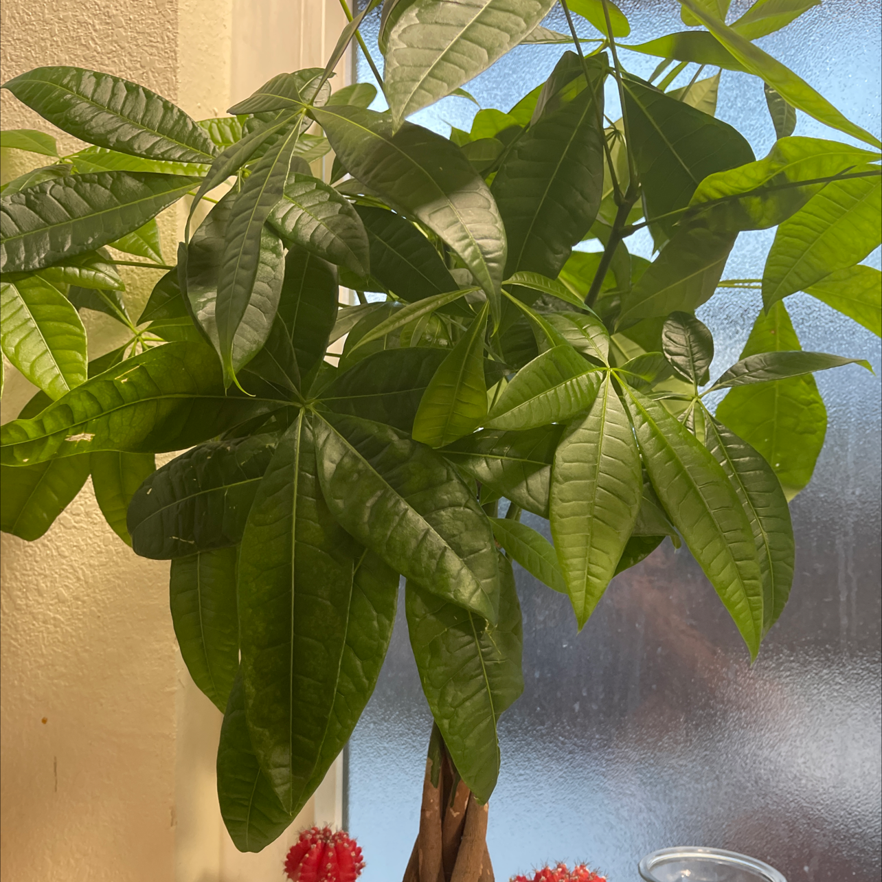Money Tree plant photo by Luis named Your plant on Greg, the plant care app.
