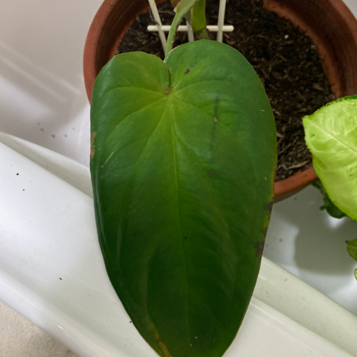 A single green leaf of Syngonium chiapense in a pot with visible soil.