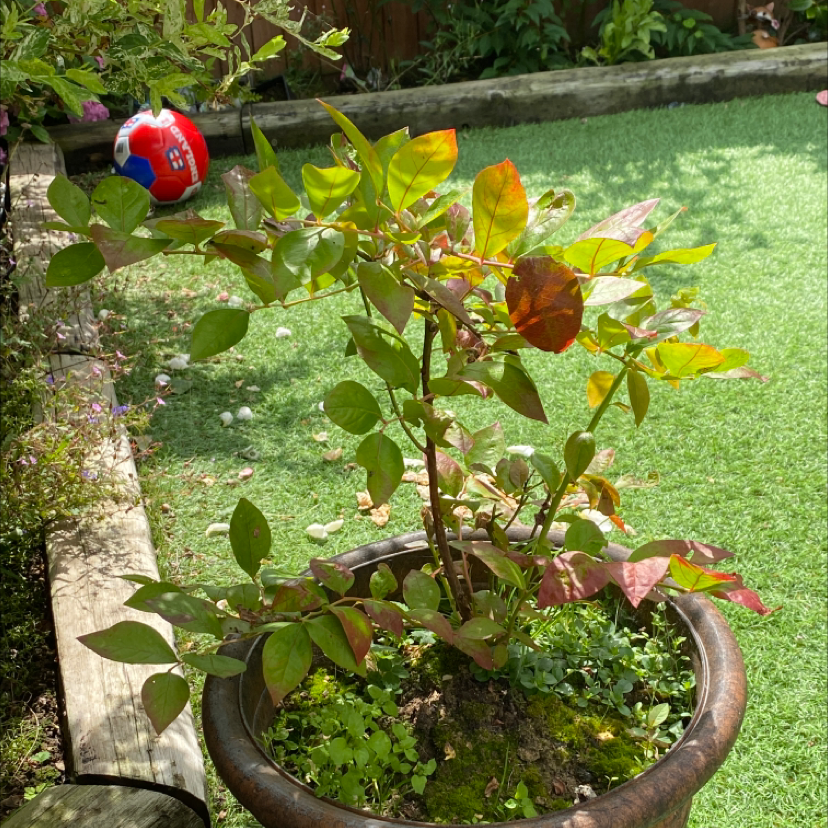 A healthy potted cape myrtle plant with lush green foliage growing in a garden, decorated with a patriotic ball ornament.