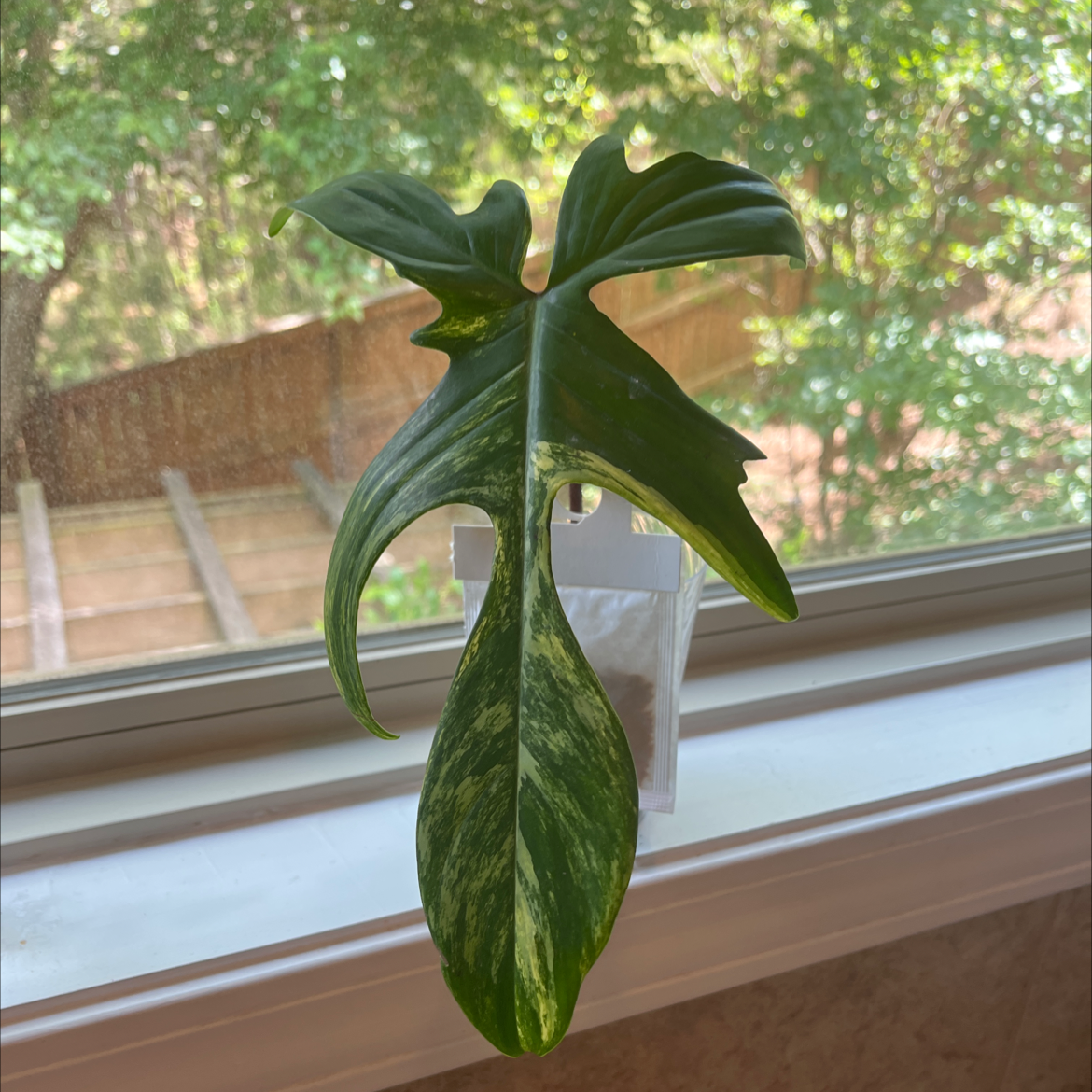 Philodendron 'Florida Beauty' leaf displayed against a window with natural light.
