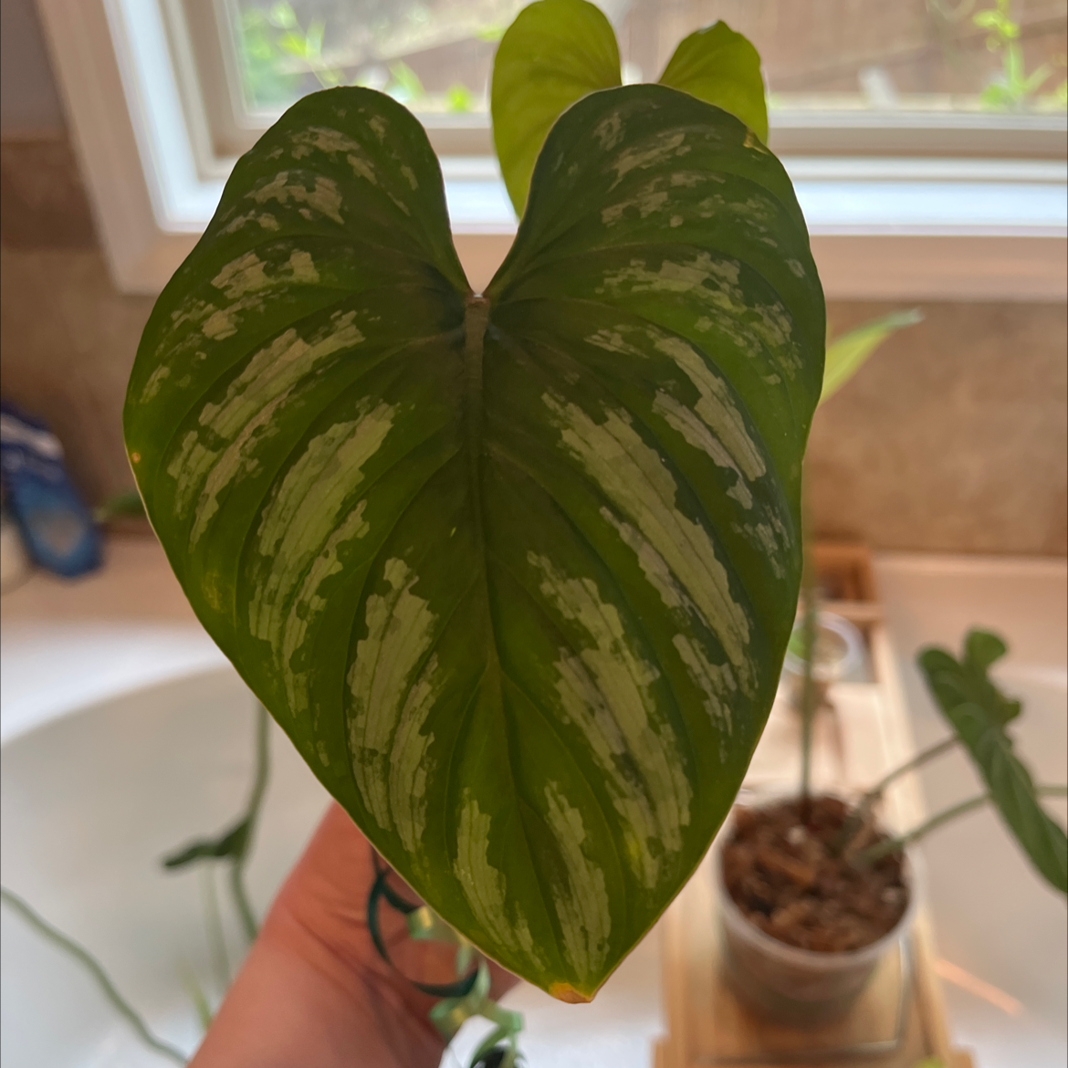 Philodendron mamei with heart-shaped leaf and silver variegation, held by a hand.