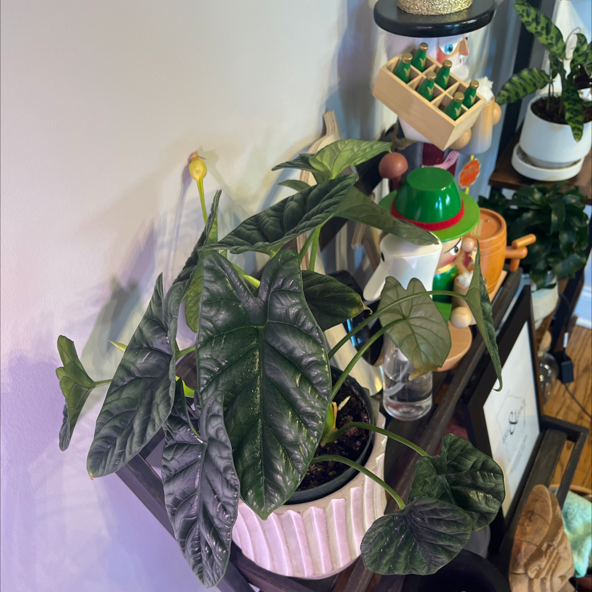Jewel Alocasia plant in a pot on a shelf with dark green, glossy leaves.