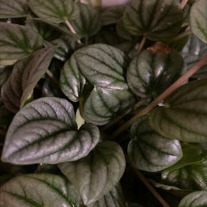 Moonlight Peperomia plant photo by Sharon named Your plant on Greg, the plant care app.