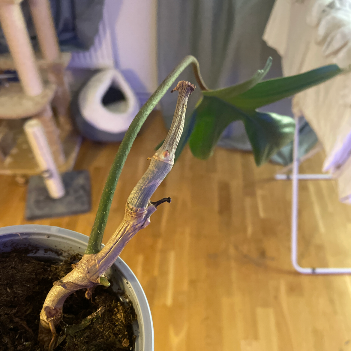 Philodendron 'Florida' plant with a single leaf and browning stem in a pot with visible soil.