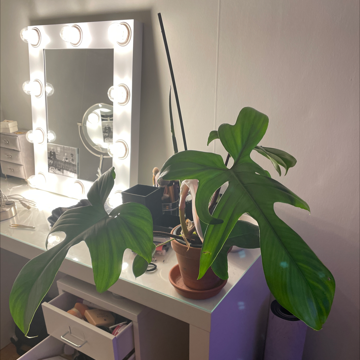 Philodendron 'Florida' plant on a desk with a mirror and drawers in the background.
