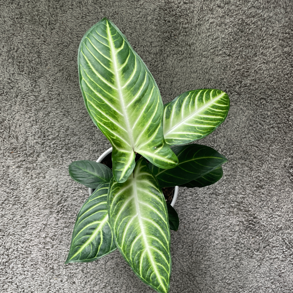 Caladium lindenii 'Magnificum' plant photo by @Cocoakay named Tobais on Greg, the plant care app.