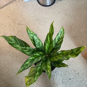 Aglaonema 'Tigress' plant photo by Cocoakay named Marilyn on Greg, the plant care app.