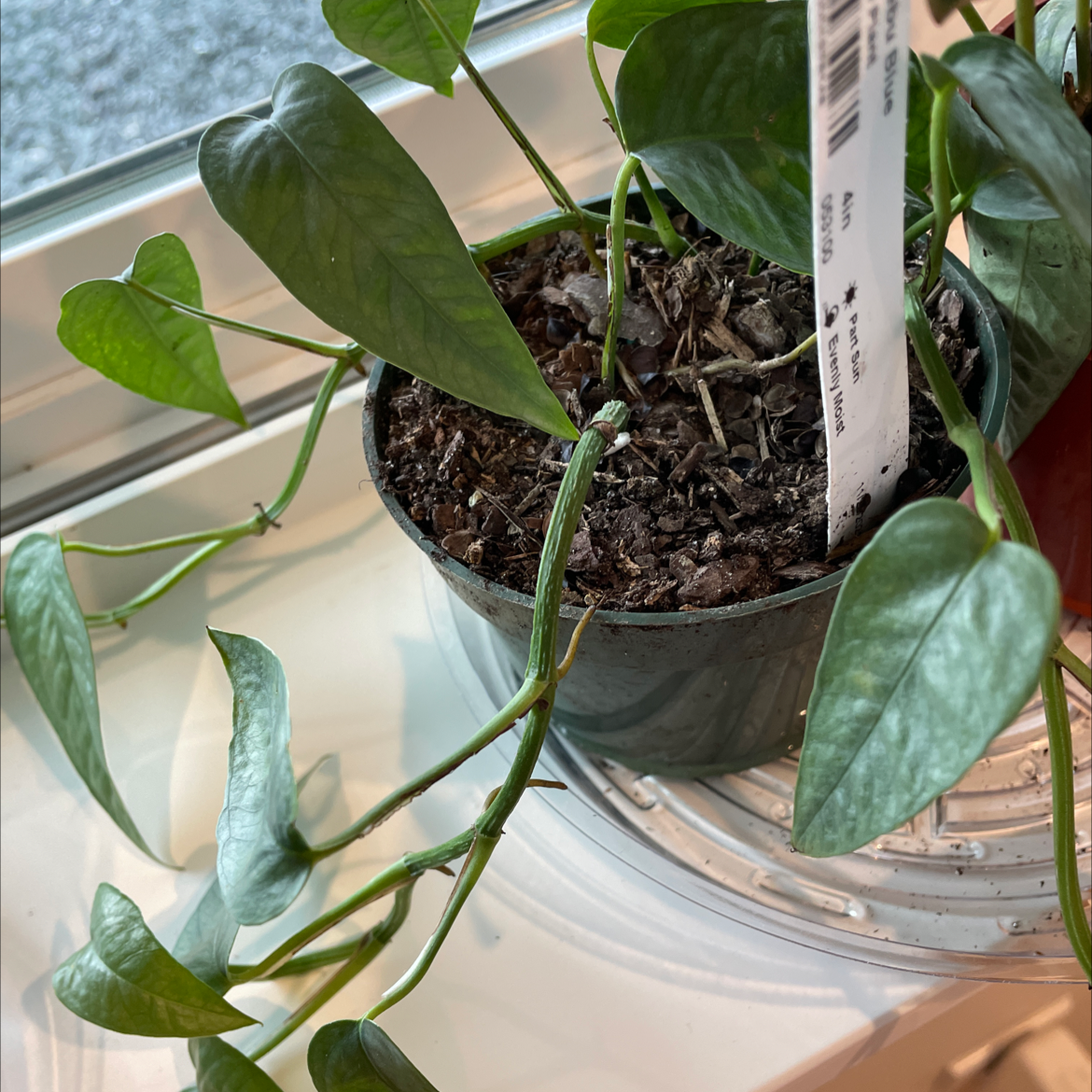 Cebu Blue Pothos plant in a small pot with visible soil, healthy green leaves, and no visible health issues.