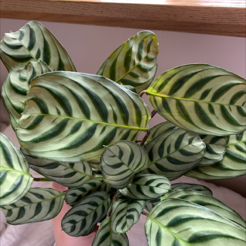 Close-up of a healthy variegated Fishbone Prayer Plant with elongated oval leaves showing striking dark and light green stripes.