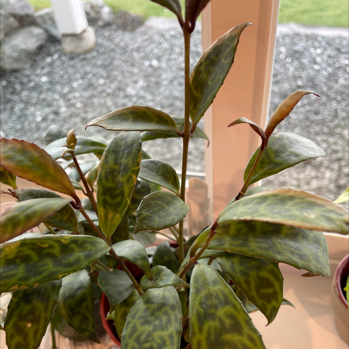 Black Pagoda Lipstick Plant with variegated leaves, well-framed and in focus.