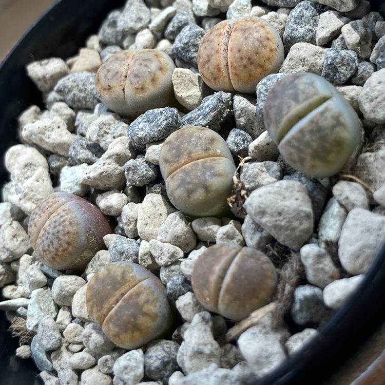 Photo of the plant species Living Stones by @Gendronne named Lithops - the sunniest on Greg, the plant care app