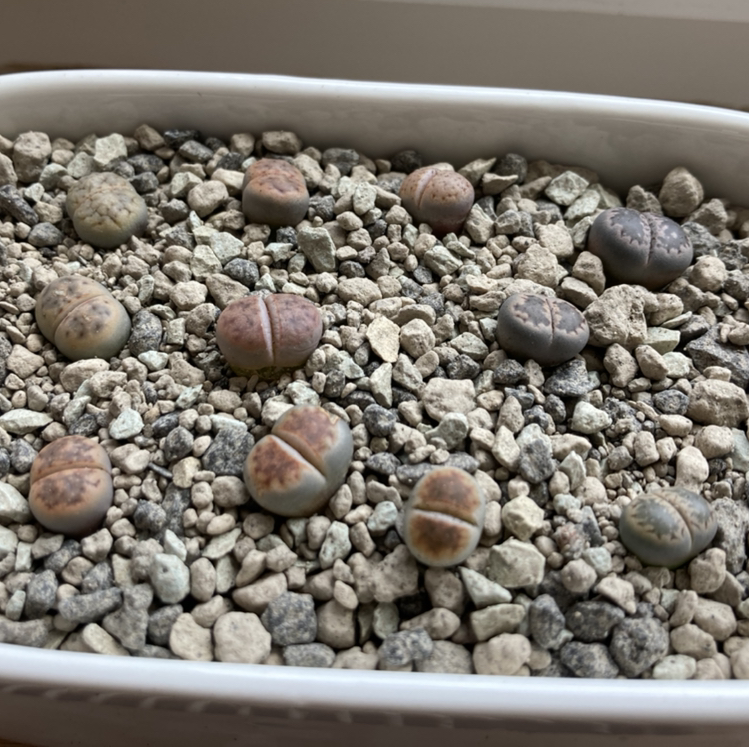 Photo of the plant species Living Stones by @Gendronne named Lithops - the biggest on Greg, the plant care app